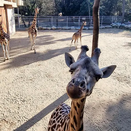 Feriehus Lovely In *